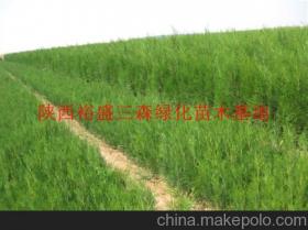 陜西綠化苗木供應商、價格行情及主要批發市場全解析